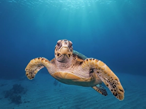 Seabed Prints: Hawksbill Turtle (Eretmochelys imbricata)