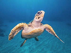 Seabed Prints: Hawksbill Turtle (Eretmochelys imbricata)