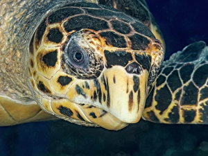 Turtles Prints: Hawksbill Turtle (Eretmochelys imbricata)