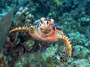 Turtles Prints: Hawksbill Turtle (Eretmochelys imbricata)