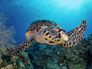 Turtles Prints: Hawksbill Turtle (Eretmochelys imbricata)