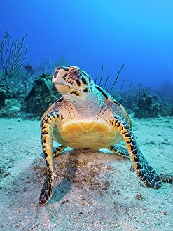 Turtles Prints: Hawksbill Turtle (Eretmochelys imbricata)