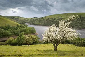 Hawthorn tree in blossom above Meldon Reservoir, Dartmoor National Park, Devon, England