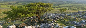 Hawthorn Tree on Cox tor, Dartmoor National Park, Devon, England. Spring (June)