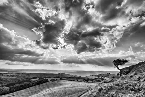 Powys Prints: Hawthorn Tree (Crataegus monogyna), Gospel Pass, Brecon Beacons, Powys, Wales
