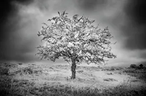 Infrared Prints: Hawthorn Tree in infrared, Dartmoor National Park, Devon, England
