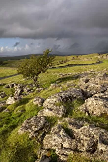 Hawthorn tree and limestone pavement, Winskill Stones, Yorkshire Dales National Park