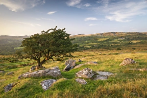 Windswept Prints: Hawthorn tree on moorland, Dartmoor National Park, Devon, England. Summer (August) 2024