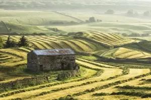 Cutting Prints: Hay cutting in Wensleydale, Yorkshire Dales National Park, England, UK