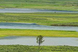 Channels Prints: Hayden Valley with Yellowstone River and lone tree, Yellowstone NP, Wyoming, USA