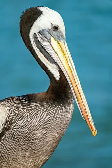 Head Prints: Detail of head and beak of pelican