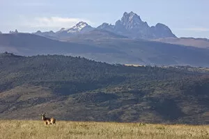Images Dated 10th March 2008: Heartbeest and Mt. Kenya, Lewa Wildlife Conservancy, Kenya