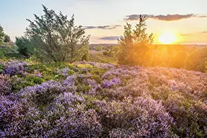 Heath Prints: Heath landscape in the nature reserve at Wilsener Berg in the evening light