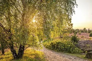 Heath Prints: Heath landscape in the nature reserve at Wilsener Berg in the evening light