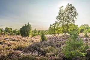 Heath Prints: Heath landscape in the nature reserve at Wilsener Berg in the evening light