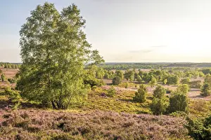 Heath Prints: Heath landscape in the nature reserve at Wilsener Berg in the evening light