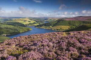 Moors Collection: Heather in Bloom on Bamford Edge, Peak District National Park, Derbyshire, England