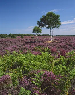 Heath Prints: Heather in Bloom, Dunwich Heath, Suffolk, England