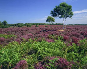 Heather in Bloom, Dunwich Heath, Suffolk, England