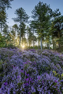 August Prints: Heather in bloom on Gore Heath, Wareham, Dorset, England, UK