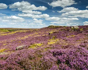 Heather in Bloom on Higger Tor, Peak District National Park, Derbyshire, England