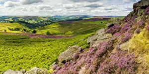 Heather Prints: Heather in Bloom on Higger Tor, Peak District National Park, Derbyshire, England