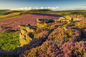 Moorland Prints: Heather in Bloom on Owler Tor, Peak District National Park, Derbyshire, England