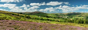 Moorland Prints: Heather in Bloom in Swaledale, near Reeth, Yorkshire Dales National Park, England