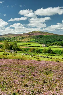 Moorland Prints: Heather in Bloom in Swaledale, near Reeth, Yorkshire Dales National Park, England