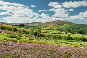 Barn Prints: Heather in Bloom in Swaledale, near Reeth, Yorkshire Dales National Park, England