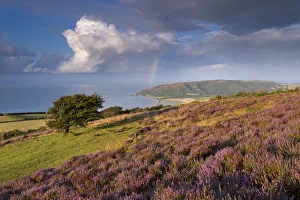 Heather covered moorland on Porlock Common, overlooking Porlock Bay, Exmoor, Somerset