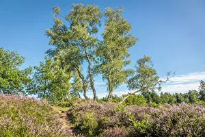 Heath Prints: Heathland Birkenbank near the village of Egestorf, Luneburg Heath, Lower Saxony, Germany