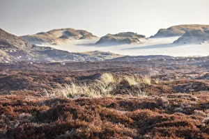 Heathland Prints: Heathland in the Ellenbogen nature reserve, Sylt, Schleswig-Holstein, Germany
