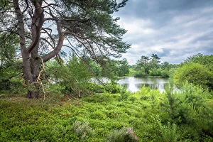 Heath Prints: Heathland landscape in the Thuelsfeld Dam nature reserve, Emsland, Lower Saxony, Germany