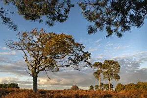 Images Dated 16th July 2021: Heathland trees in the New Forest National Park, Hampshire, England