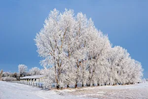 Manitoba Prints: Heavy hoarfrost on shelterbelt trees. Lorette, Manitoba, Canada