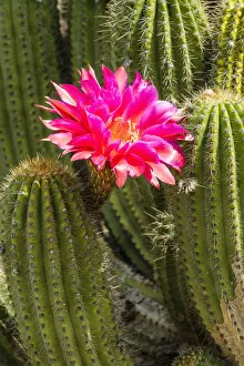 Images Dated 17th April 2018: Hedgehog Cactus in Bloom, Huntington Botanical Gardens, San Marino, California, USA