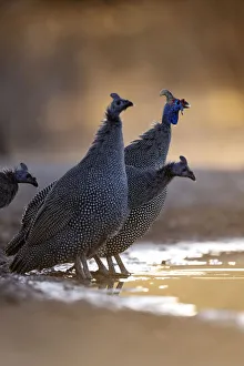 Helmeted Guinea Fowl, Kalahari Desert, Botswana
