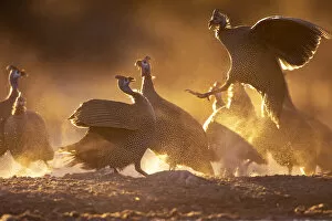 Images Dated 16th September 2020: Helmeted Guinea Fowl, Kalahari Desert, Botswana