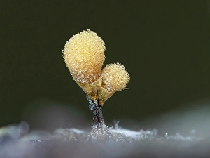 Slime Mould Prints: Hemitrichia calyculata slime mould