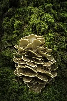 Mycology Prints: Hen of the woods (Grifola frondosa) at the base of an Oak (Quercus robur)