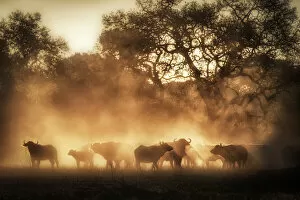 Tanzania Collection: A herd of buffaloes at sunrise in the Serengeti, Tanzania