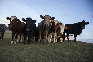 Images Dated 22nd October 2012: Herd of Cows, Beachy Head, East Sussex, England, UK