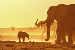 Botswana Prints: Herd of Elephant in a dusty golden sunset at a waterhole, Nxai Pan National Park, Botswana