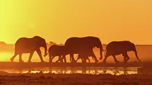 Herd Prints: Herd of Elephant walking in a dusty golden sunset at a waterhole