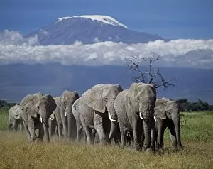 Kenyan Collection: A herd of elephants