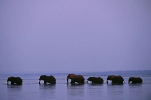 Lower Zambezi National Park Gallery: Herd of elephants cross the Zambezi River in line