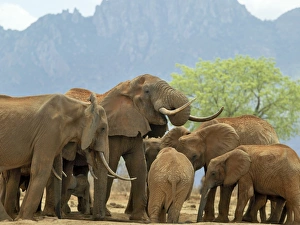 Wild Animals Gallery: A herd of elephants drinking at a waterhole in Tsavo West National Park, Kenya