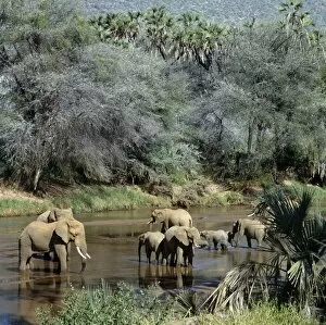 African Elephant Gallery: A herd of elephants drinks from the Uaso Nyiru River