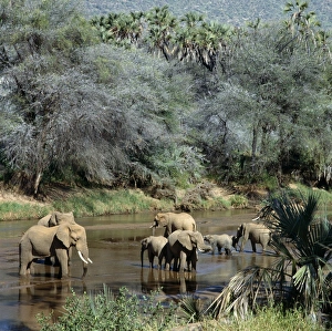 African Elephant Gallery: A herd of elephants drinks from the Uaso Nyiru River